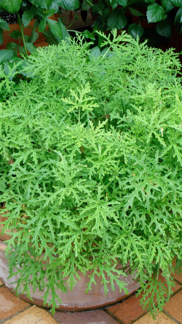10 Plant That Repel Mosquitoes | Lifestyle News | Zee News