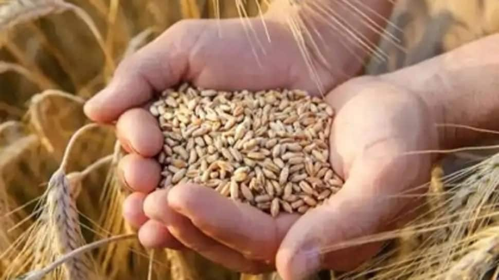 Govt To Provide Free Food Grains To About 81.35 Crore Beneficiaries For 5 Years From January 2024