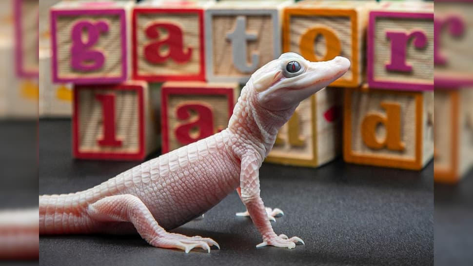 VIRAL: Rare White Alligator Born In Florida Reptile Park – Could Be One of Only Seven Worldwide!