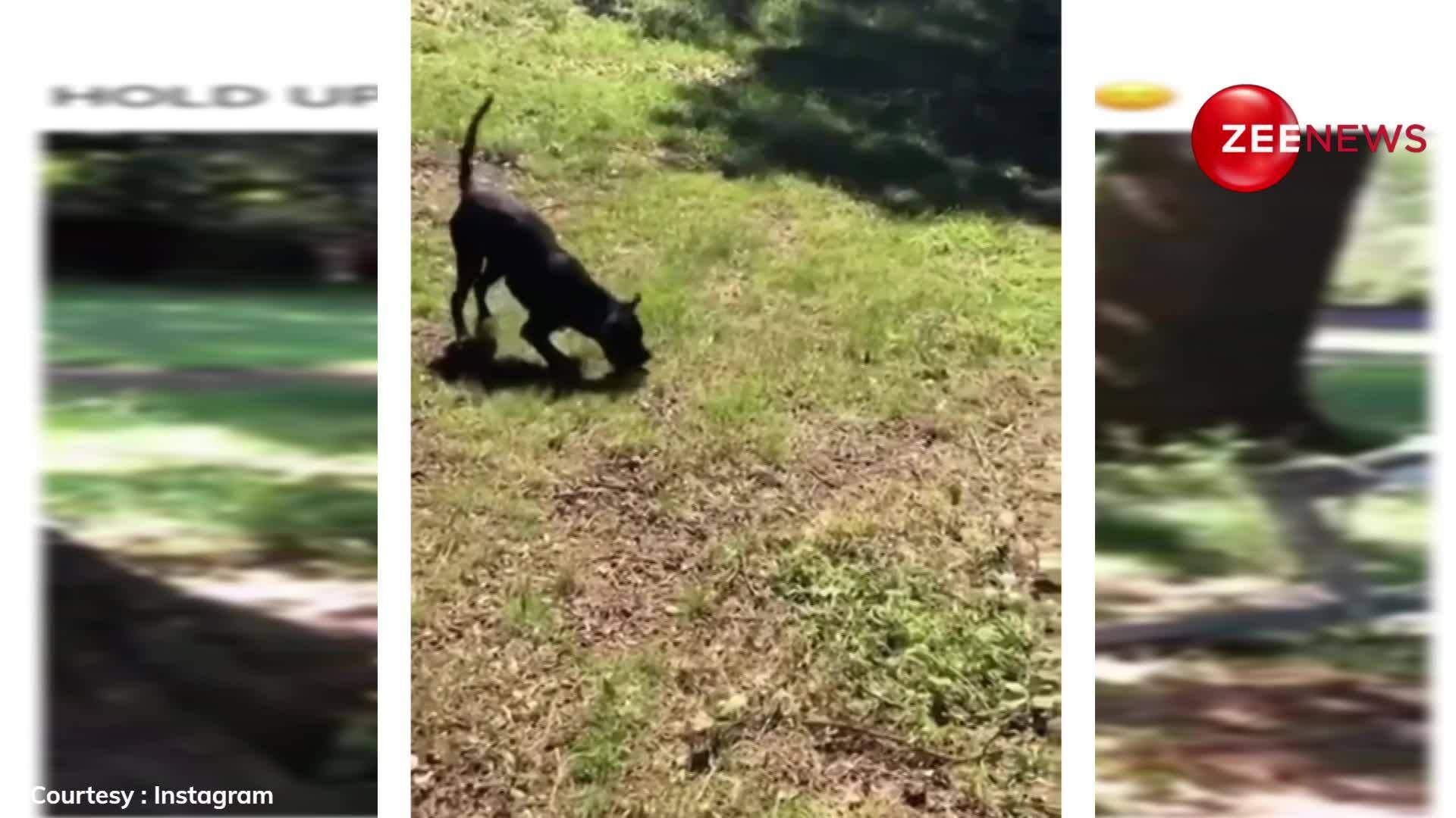 VIRAL VIDEO Little Kid Throws Snake, Thinking It's a Twig for Dog to