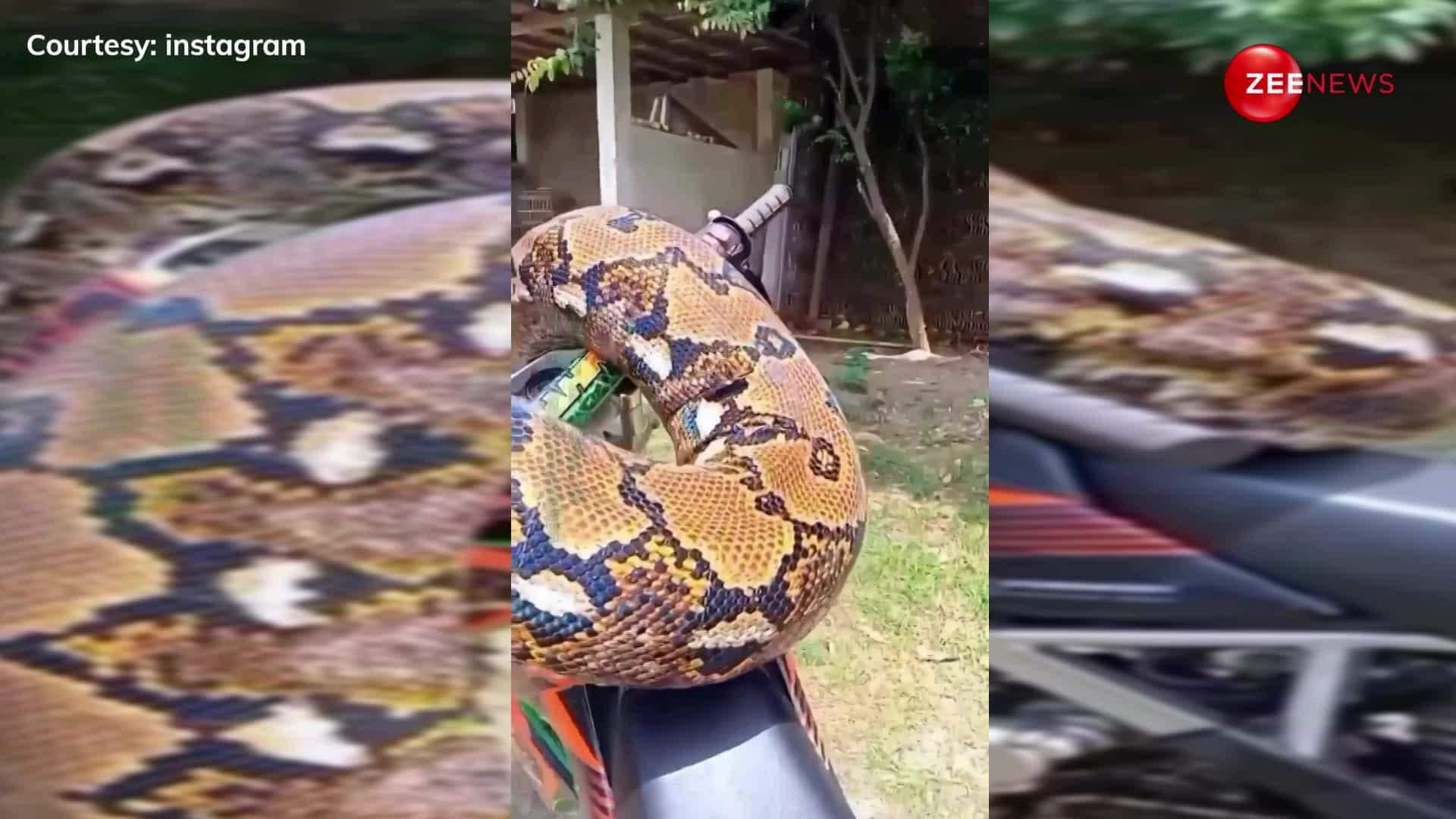 VIRAL VIDEO : Massive 30-Foot Python Coiled Around a Bike in a ...