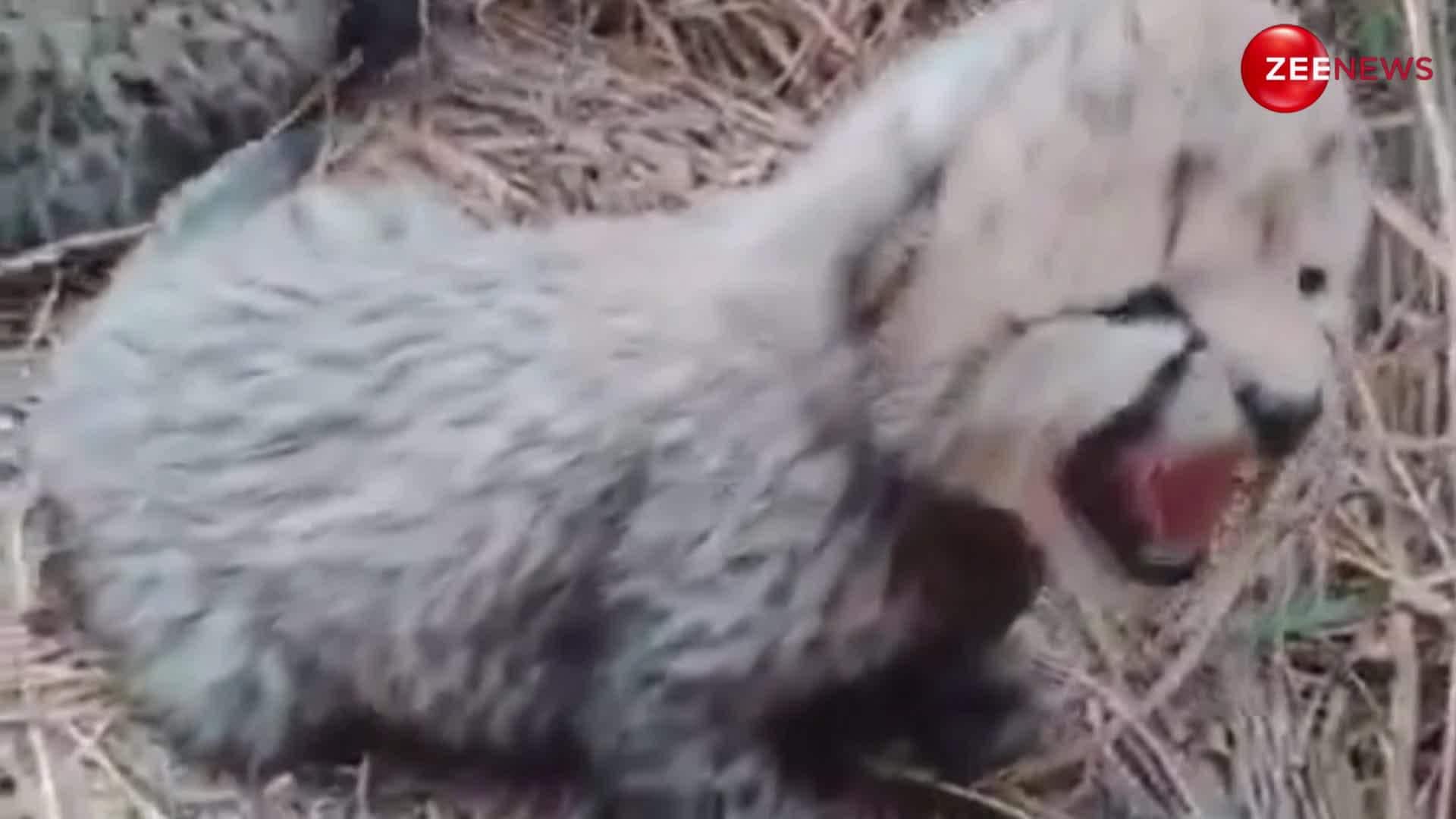 VIRAL VIDEO Joyful Arrival Cheetah Asha Three Cubs in