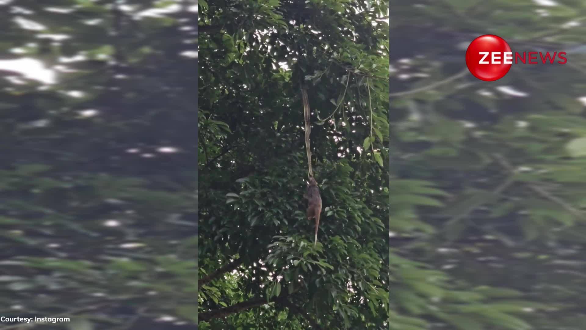 VIRAL VIDEO: Python Hangs from Tree, Trying to Catch Prey in a ...