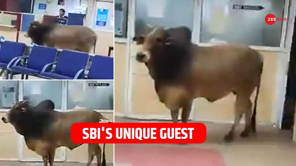 SBI Branch Has A Unique Visitor, A Bull! Harsh Goenka Posts Video, Netizens Share Hilarious Comments
