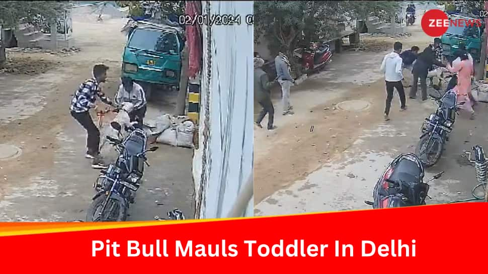 Neighbours Pit Bull Dog Mauls Baby Girl In Delhis Burari, Toddler Left With Fracture, Stitches