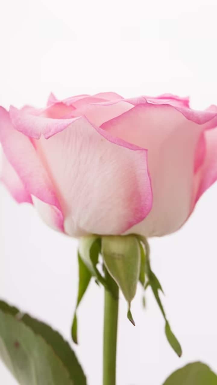 Happy Rose Day: Love, Friendship Or Longing- Significance Of