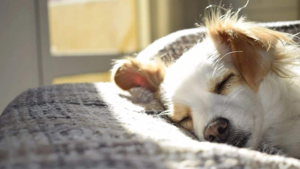 Is Your Dog Dreaming About You? Here’s What Study Says
