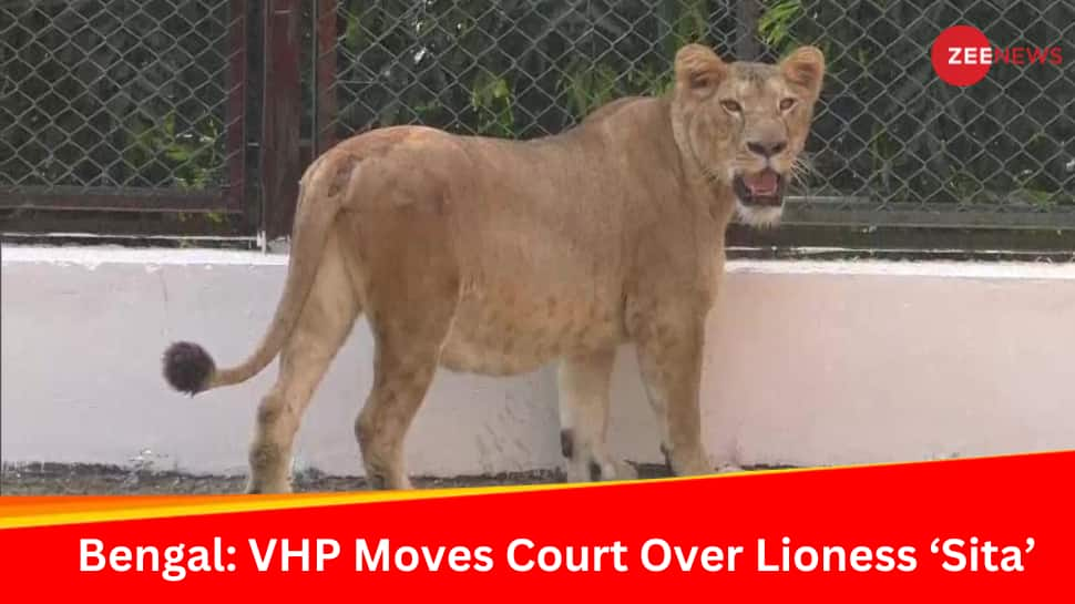 VHP Moves Court After Lioness ‘Sita&#039; Housed With Lion ‘Akbar&#039; At Bengal Safari, Park Denies Naming Them