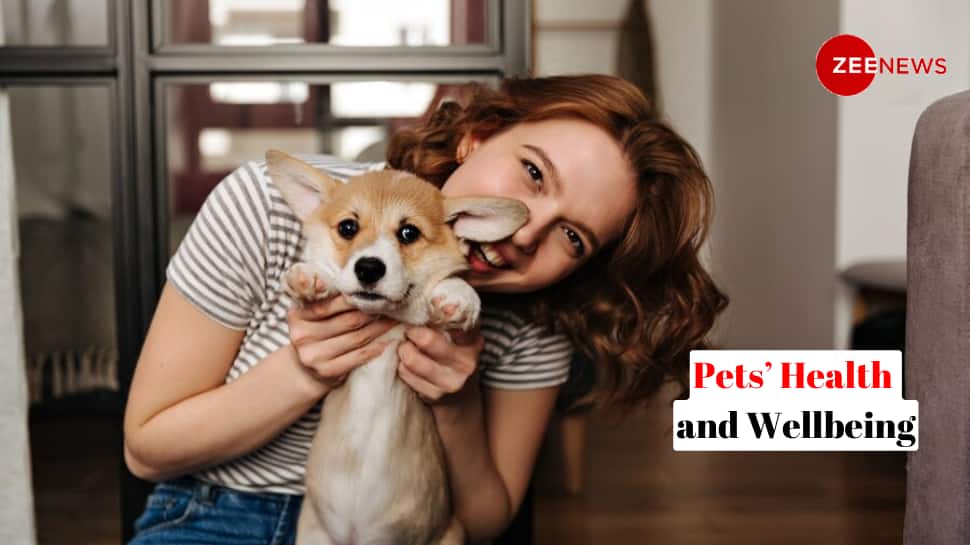New To Pet Parenting? 5 Ways To Support Your Pet’s Health, Vet Shares | Pets News