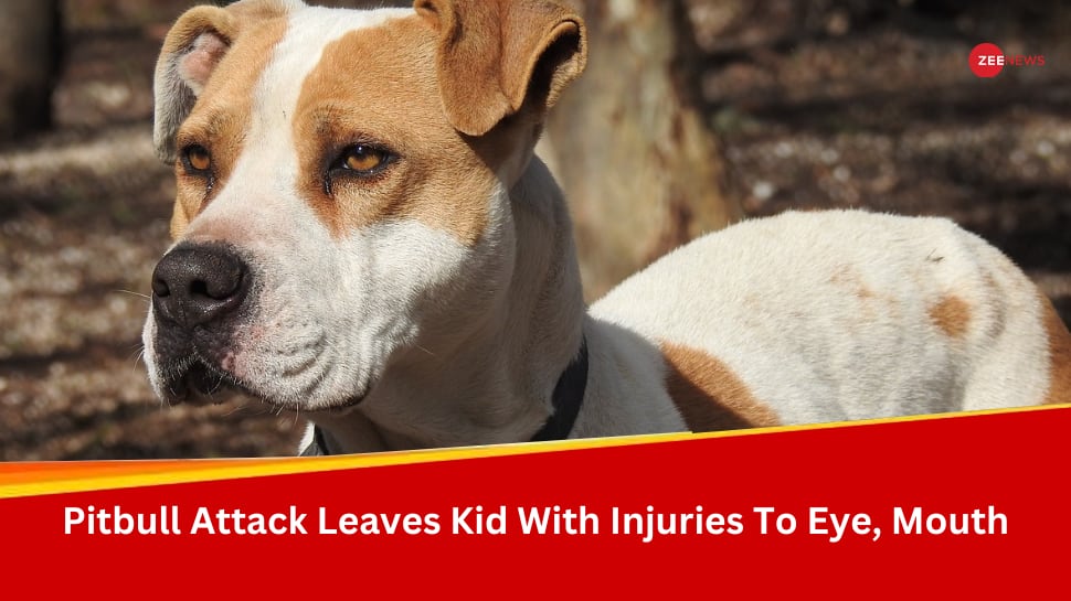 Ghaziabad: Another Horrific Pitbull Attack, 10 Yr Old Girl Critically Injured