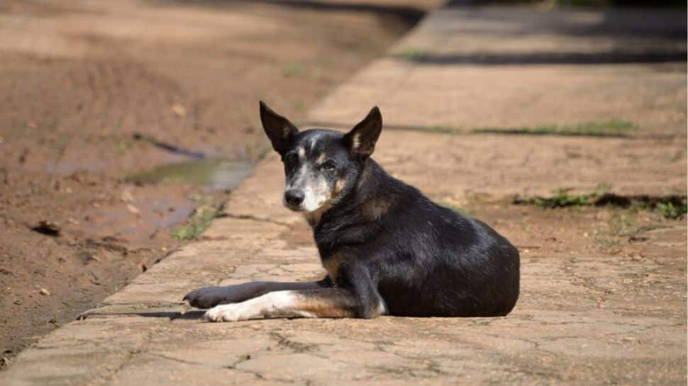 Baby Girl &#039;Mauled&#039; To Death: Delhi High Court Tells Police To Investigate Nature of Pets Around Dhobi Ghat