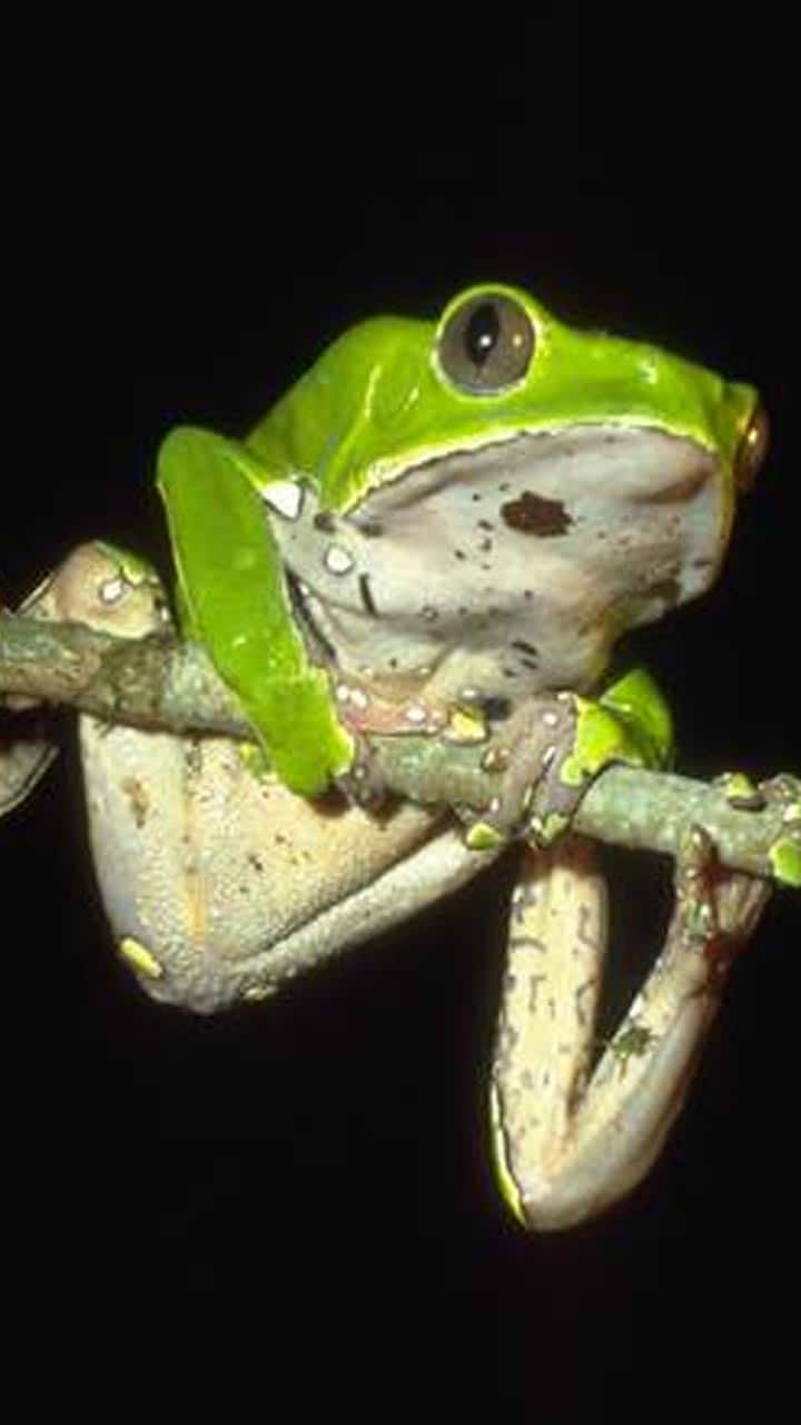 Tree Frog Bra – WlLD.