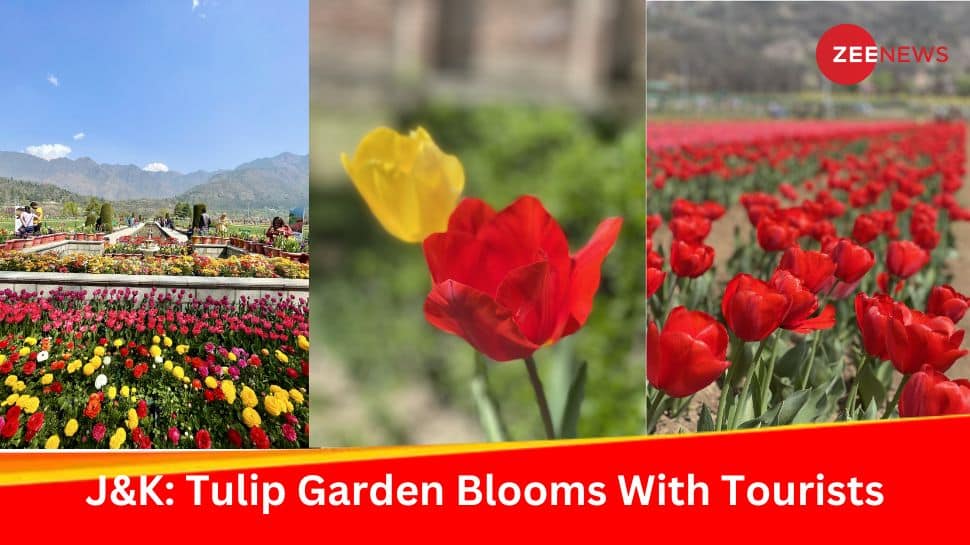 Record-Breaking Start: Asia&#039;s Largest Tulip Garden In Kashmir Welcomes 1,50,000 Visitors In First Ten Days