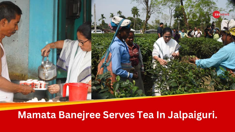 West Bengal CM Mamata Banerjee Plucks Tea Leaves, Serves Tea In Jalpaiguri - See Pics