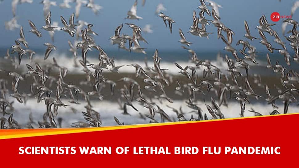 « 100 fois pire que Covid » : les scientifiques mettent en garde contre une pandémie mortelle de grippe aviaire |  Nouvelles du monde