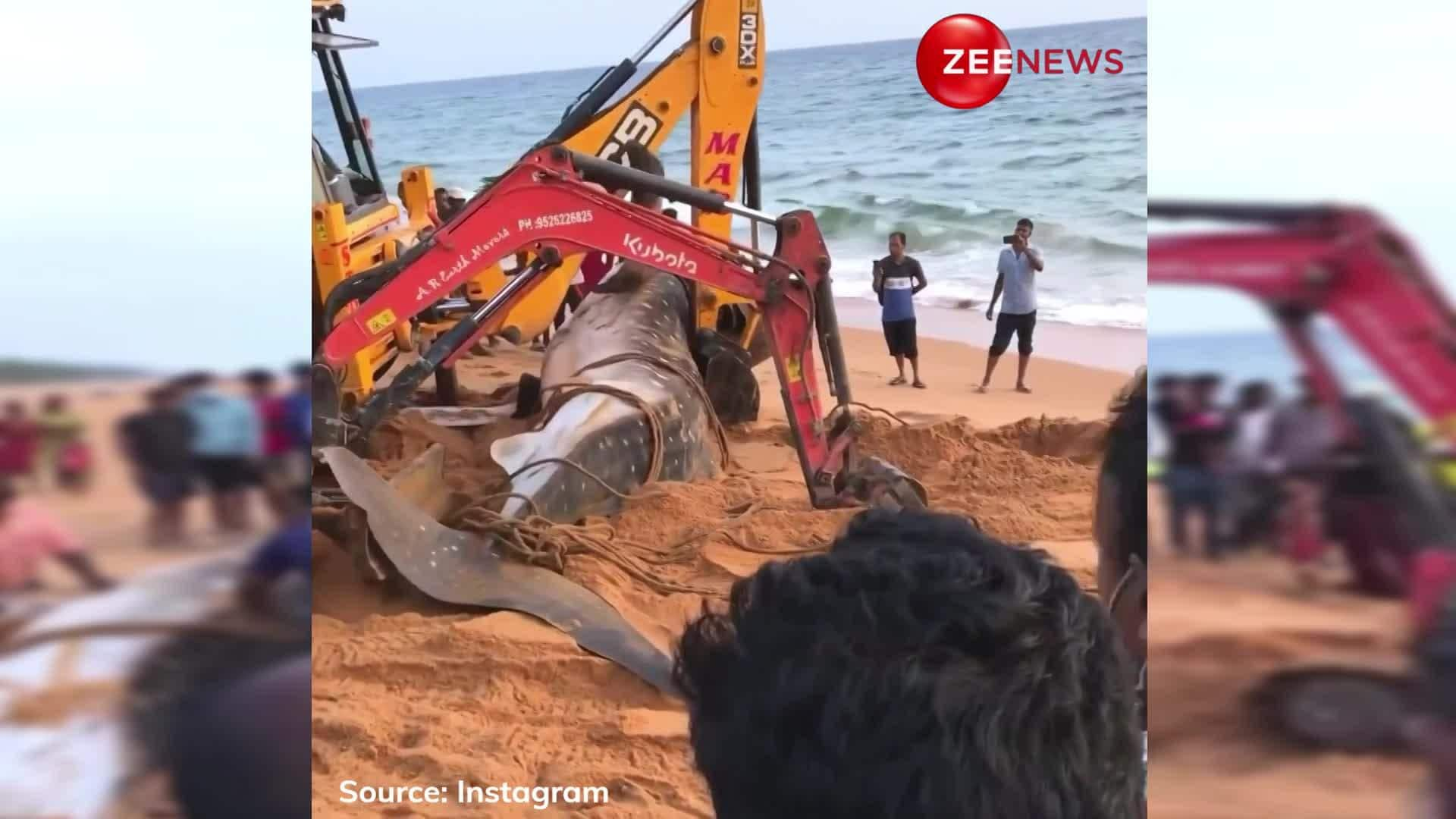 Giant Whale Spotted On Kerala Beach Sparks Internet Frenzy - Video Goes 