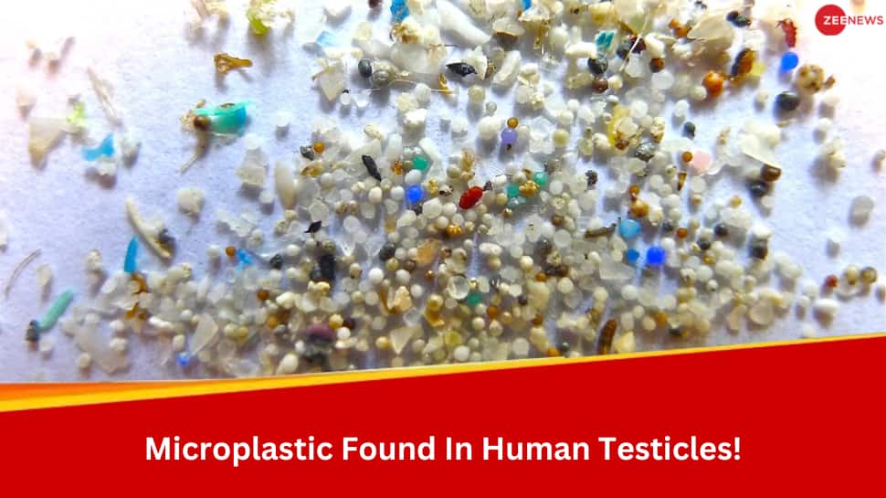 Shocking Study Reveals Presence Of Microplastics In Testicles, Is It Affecting Your Sperm Count?