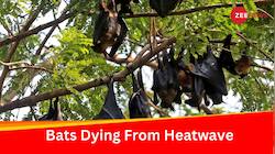 Several Bats Die In Madhya Pradesh's Panna Due To Heatwave