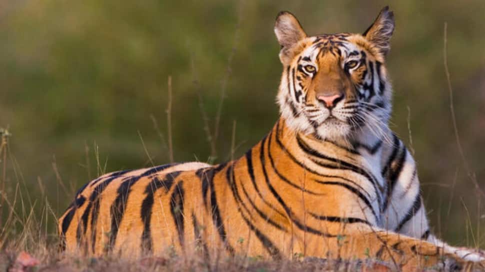 India: The Royal Bengal Tiger