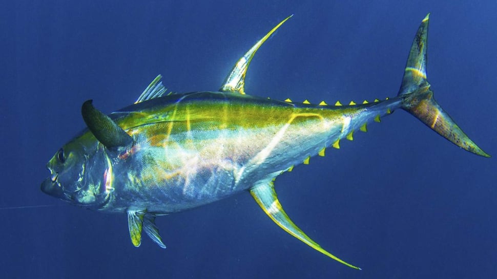 Maldives: Yellowfin Tuna