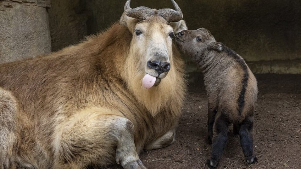 Bhutan: Takin