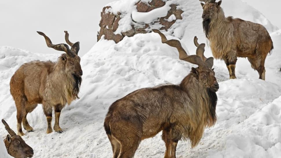 Pakistan: Markhor