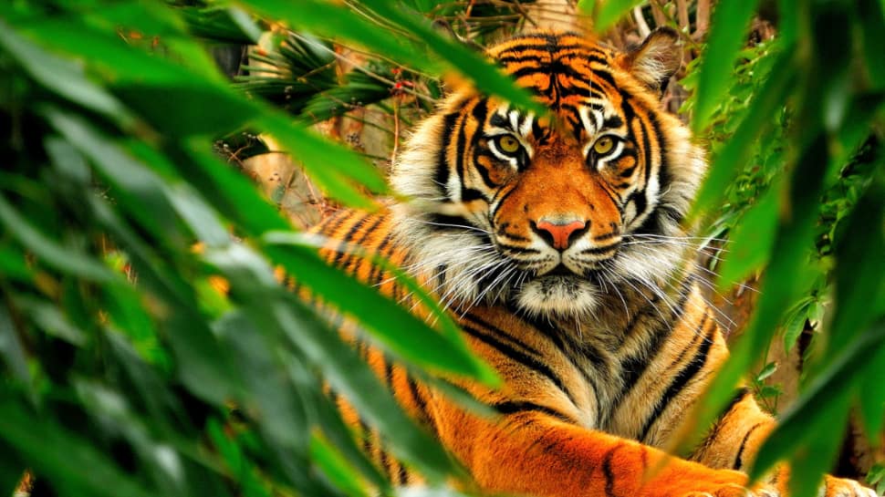 Bangladesh: The Bengal Tiger