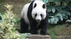 China: The Giant Panda