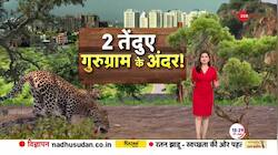Leopard creates stir in Gurugram 