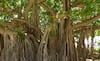 Banyan Tree   