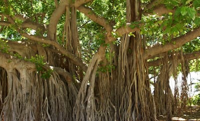 Banyan Tree   