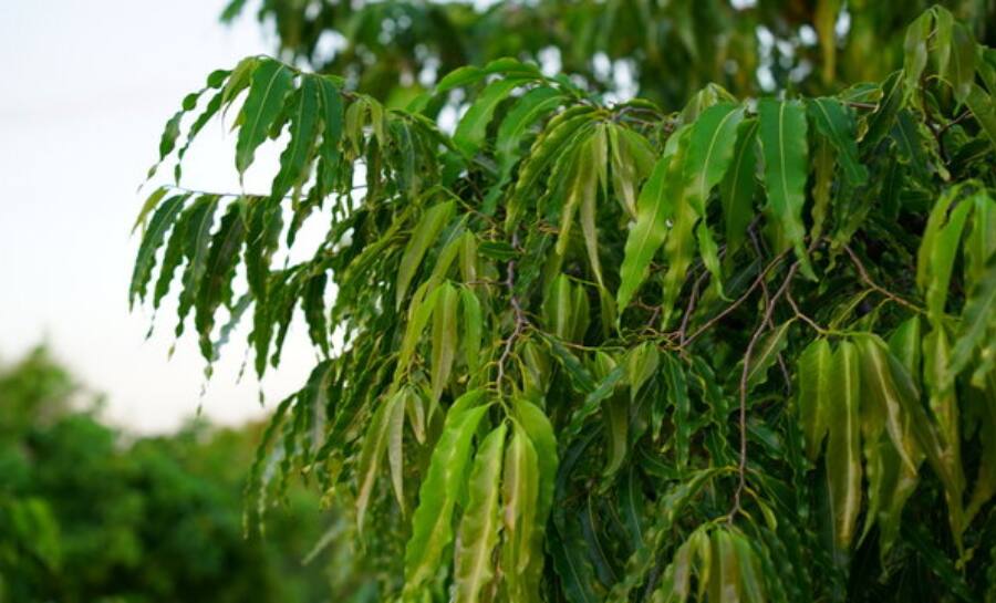 Ashoka Tree