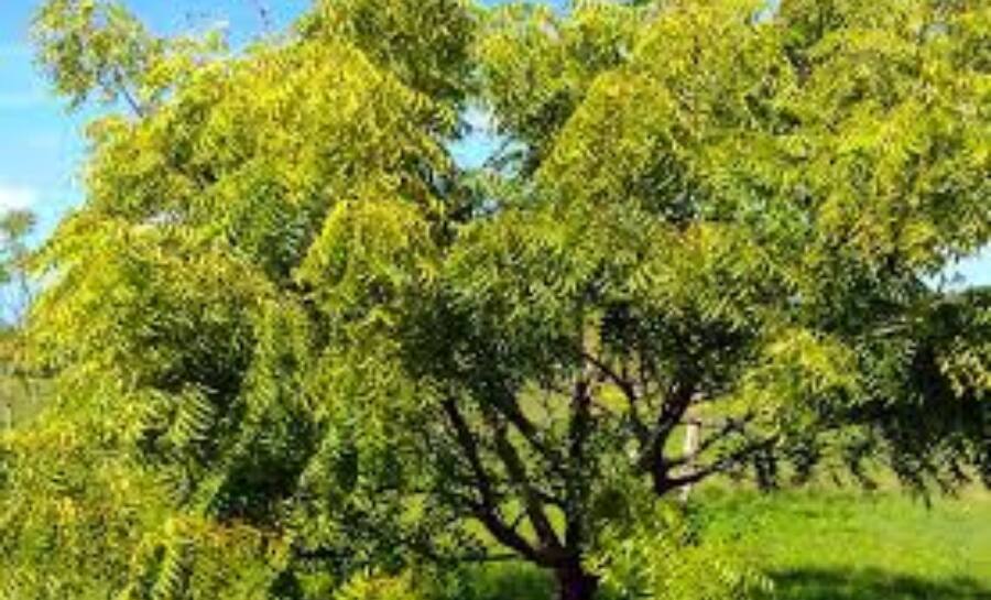 Neem Tree