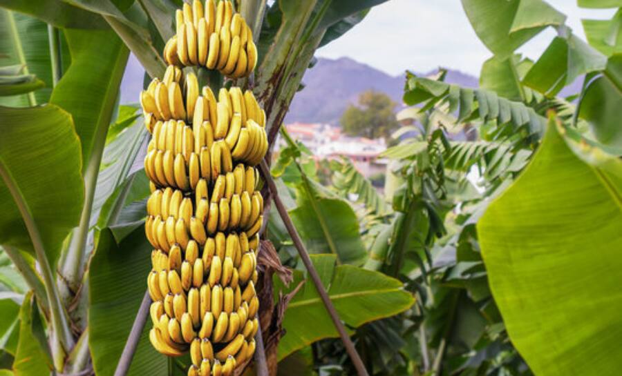 Banana  Tree