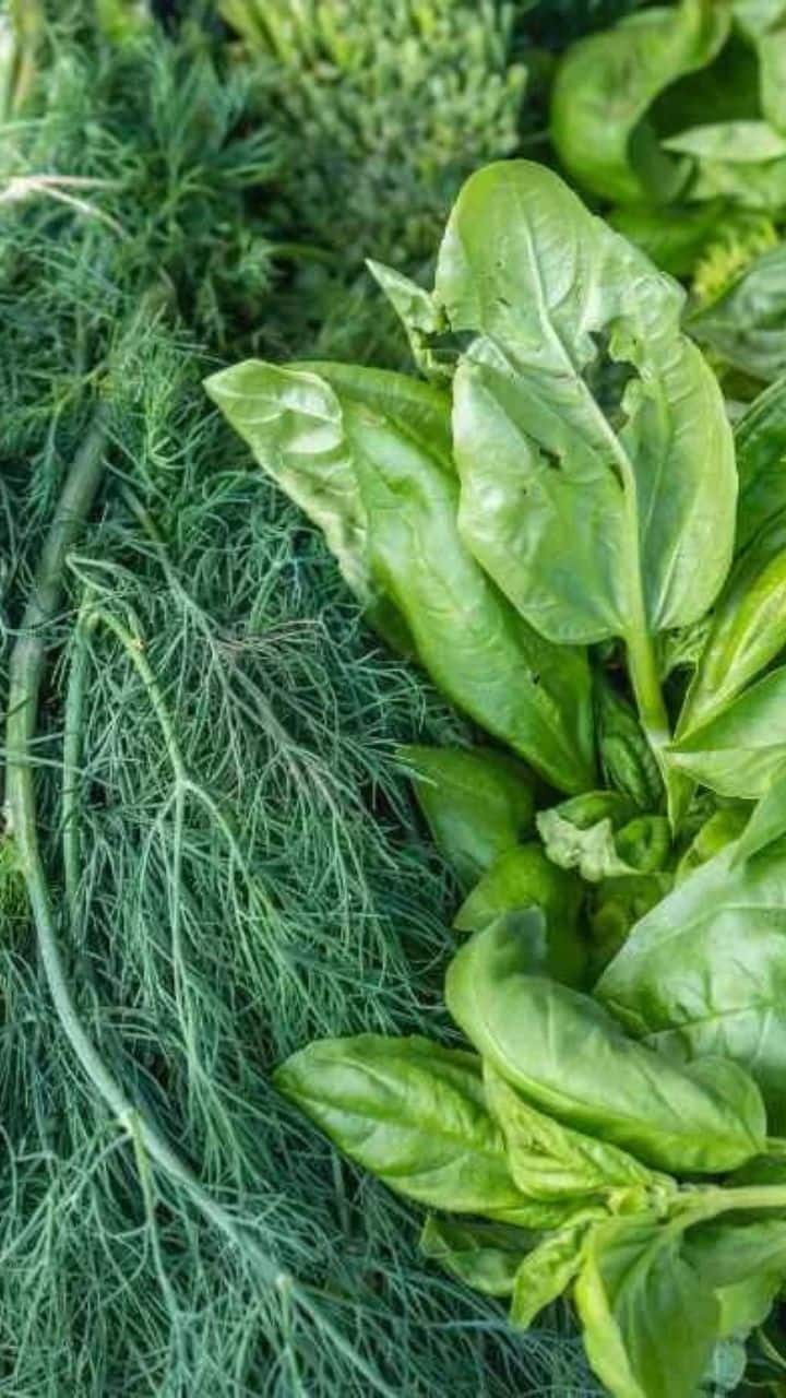 5 Leafy Vegetables To Put in Your Salad | Lifestyle News | Zee News, image size:720x1280