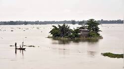 Assam Floods: 137 Wild Animals Dead In Kaziranga National  Park