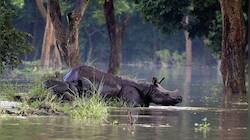 159 Wild Animals Die In Assam's Kaziranga Park In Worst Floods In Recent Years