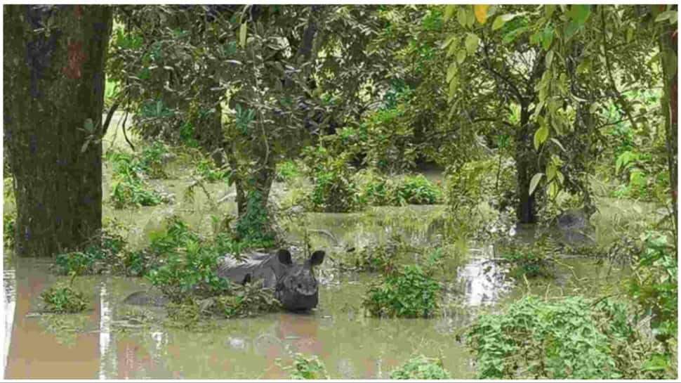 Wildlife Impact in Kaziranga National Park