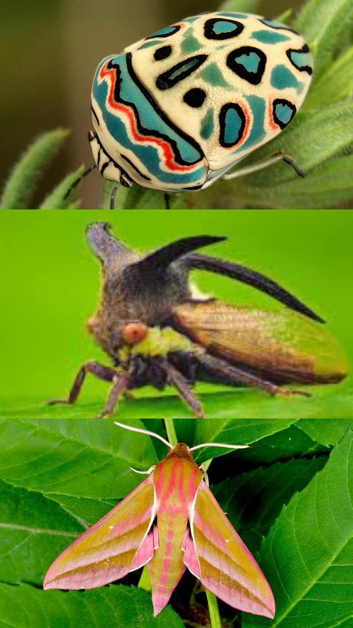 Insects Are Beautiful Collection Beautiful Insects Stock Photo