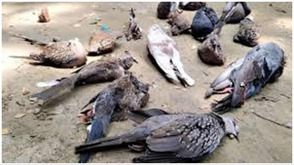 Germans Are Cruel! An Entire Town Just Voted To Kill 700 Pigeons By ...