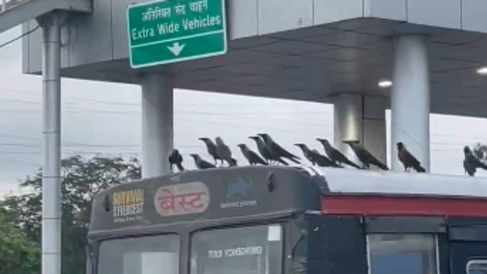 Flock of Crows Takes a Ride on Mumbai&#039;s ‘Best’ Bus; Video Goes Viral-Watch