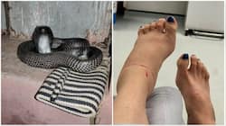 Snake Bites Bihar Woman; Family Brings Both Her And Reptile to Hospital