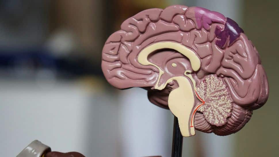 World Brain Day 2024: Significance, History & Ways To Keep Brain Healthy