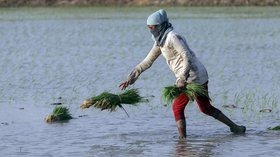 Good Information: Farmers Of State To Get Rs 17,500/Hectare Bonus If They Do THIS Easy Factor