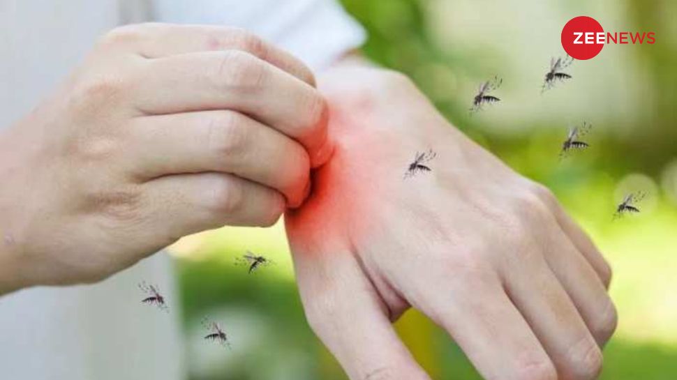 Monsoon Red Insect Insect Menace In Monsoon: Repel Mosquitoes, Flies Easily With These 5 ...