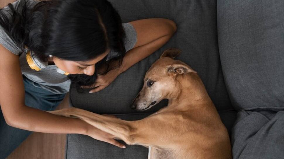 5 Effective Tips To Help Your Anxious Pet Relax 