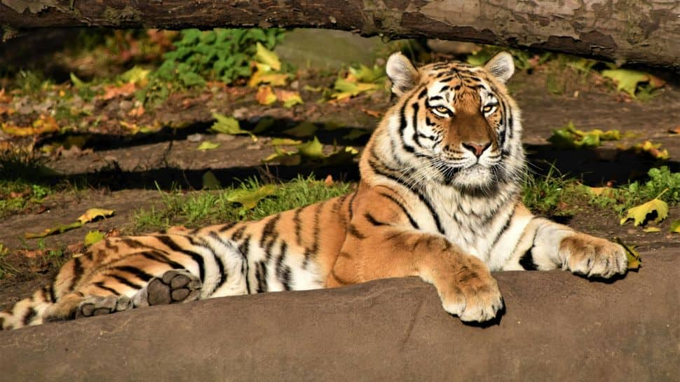 International Tiger Day 2024: Significance, Theme &amp; History