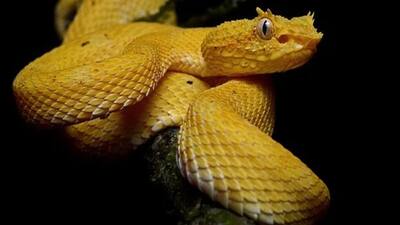 Snake Island, Brazil 