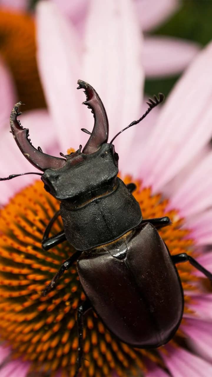 What Is The Most Rarest Bug In The World