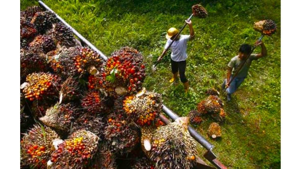 Smallholder Farmers Express Gratitude To The Asian Palm Oil Alliance For Advocacy